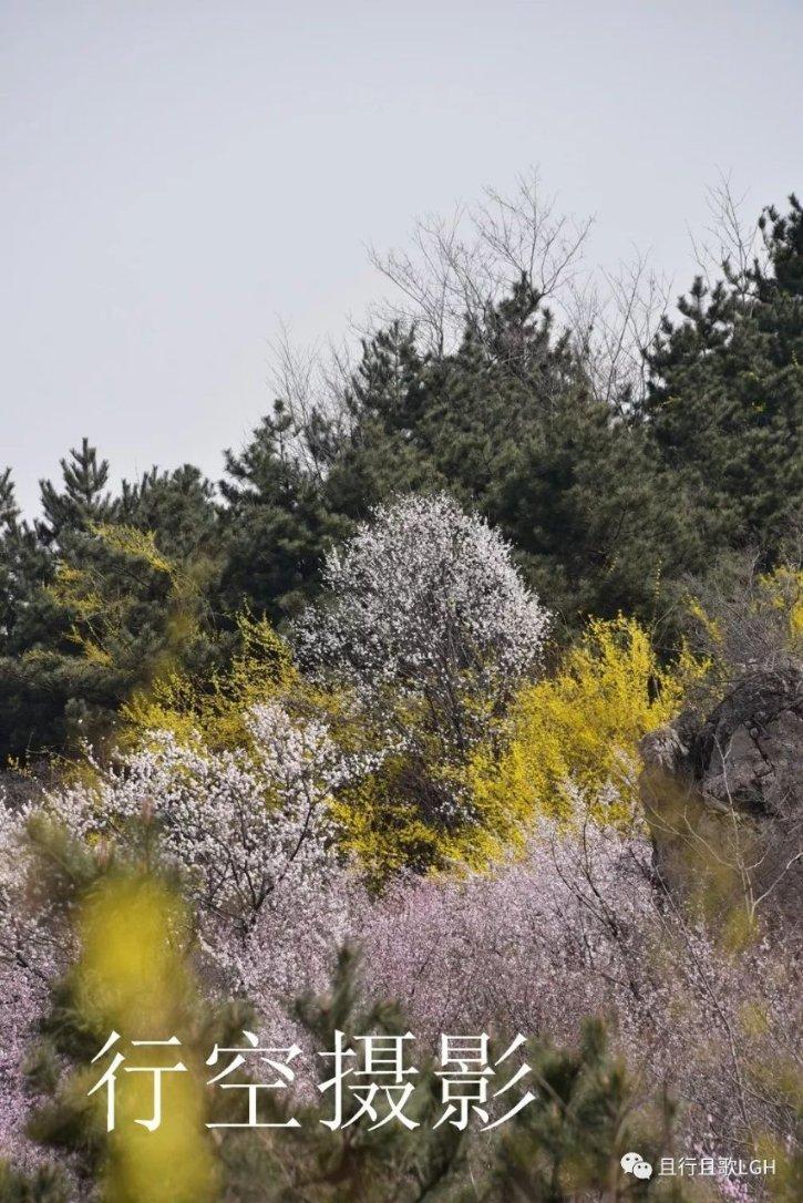 虫虫助手下载